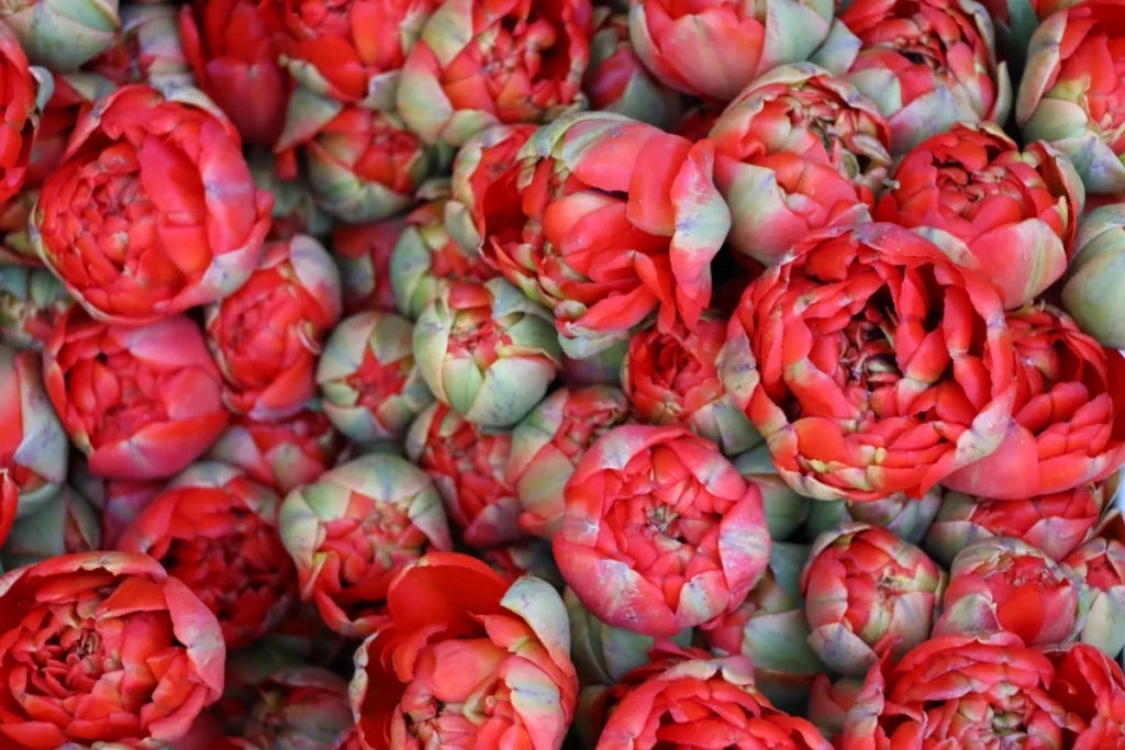 Alles rund um Artischocken