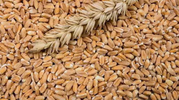 Dinkel-Unverträglichkeit: Was Du darüber wissen solltest