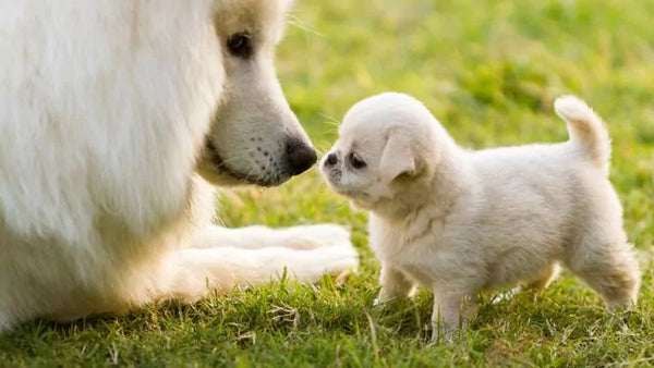 Wie alte Hunde mit jungen Welpen gelassen älter werden