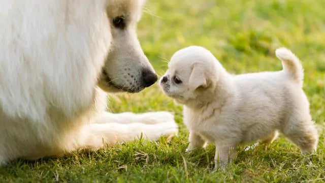 Wie alte Hunde mit jungen Welpen gelassen älter werden