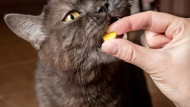 Vitamin B12 bei Katzen: Bedeutung für Muskeln und Nerven