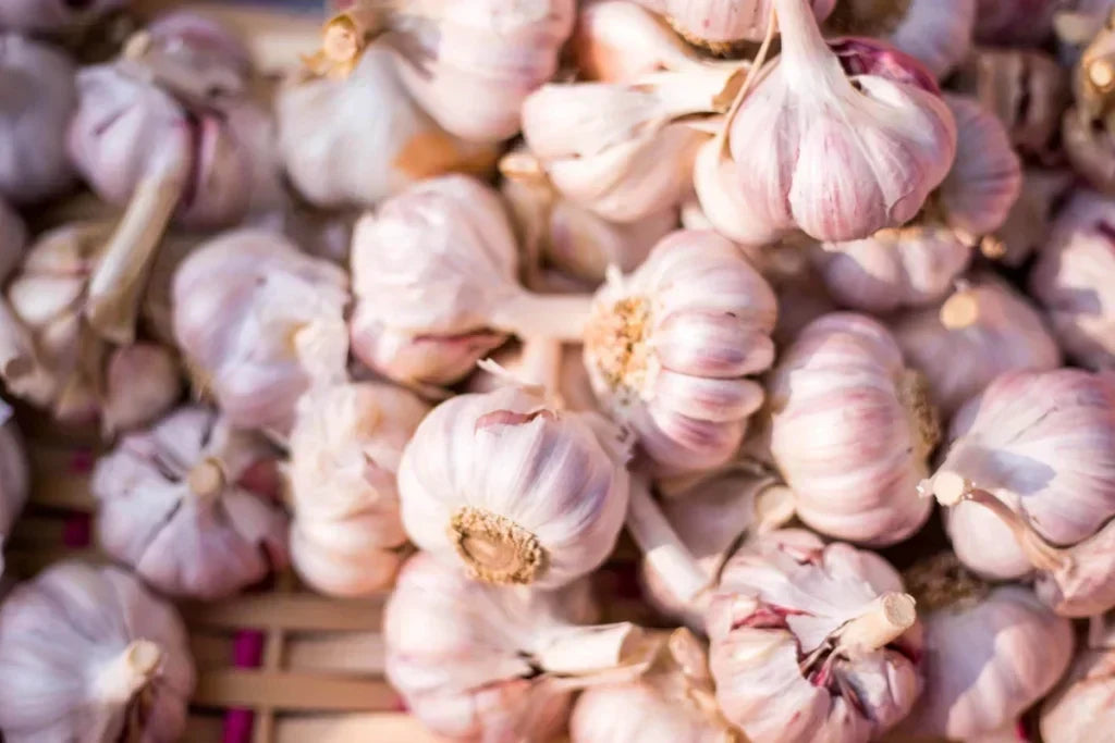 Du und Knoblauch: Eine ungewöhnliche Beziehung, die auf Unverträglichkeit trifft