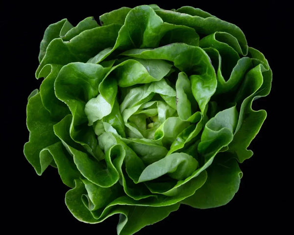 Was tun bei einer Kopfsalat Unverträglichkeit?