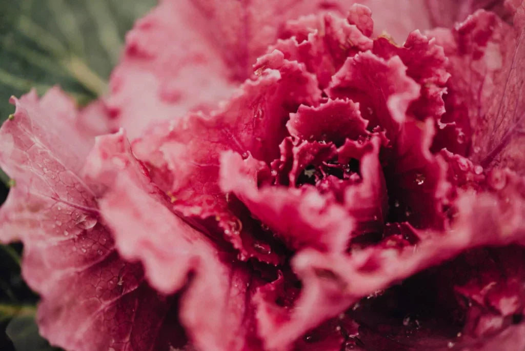 Rotkohl: Genuss, Vitamine und Intoleranzen