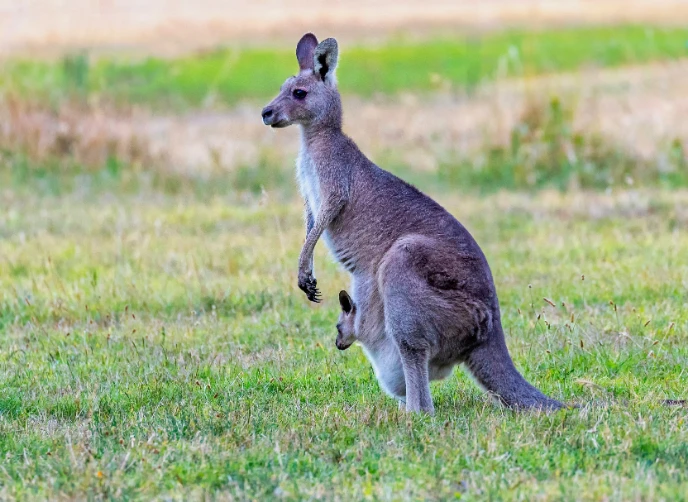Welche Mittel helfen bei einer Känguru Unverträglichkeit