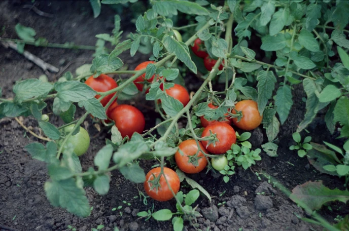 UnvertrÃ¤glichkeit gegenÃ¼ber Cherry-Tomaten