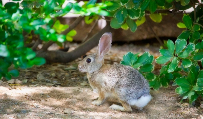 Unverträglichkeit gegenüber Kaninchenhaaren